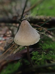 Mycena austrofilopes