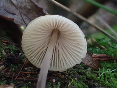 Mycena austrofilopes