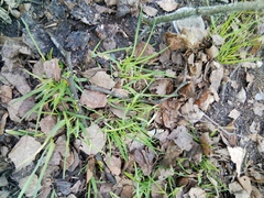 Poaceae