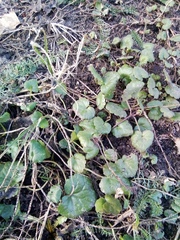 Ficaria verna