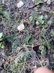Achillea millefolium