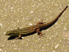 Eutropis rugifera