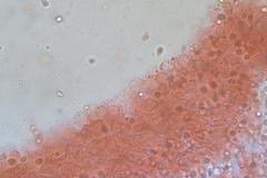 Mycena austrofilopes