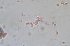 Mycena austrofilopes