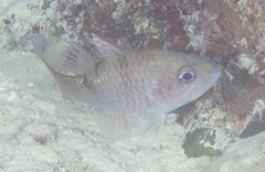 Pristicon rhodopterus