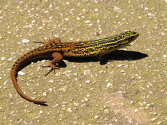 Eutropis rugifera