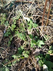 Chelidonium majus