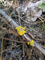 Xanthoria parietina