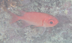 Myripristis hexagona