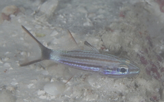 Cheilodipterus alleni