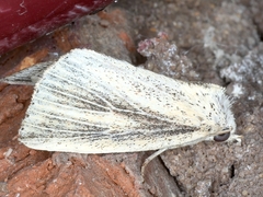 Lophocalama neuritis