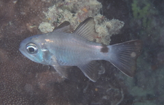 Nectamia savayensis