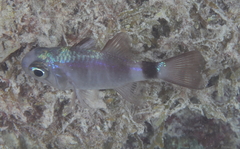 Nectamia bandanensis