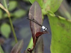 Agriocnemis exsudans