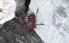 Acanthoplus