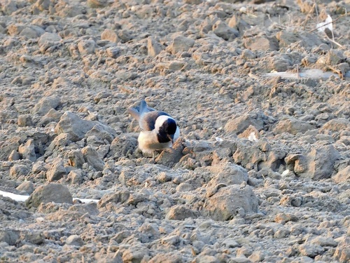 Daurian Jackdaw