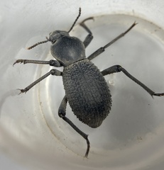 Cryptoglossa muricata