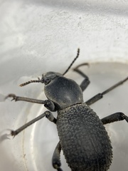 Cryptoglossa muricata