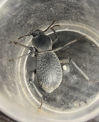 Cryptoglossa muricata