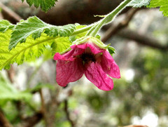 Rubus hawaiensis