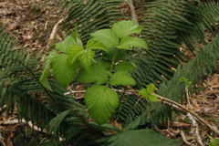 Rubus hawaiensis