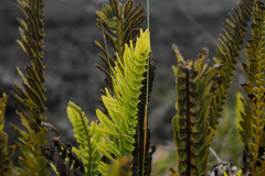 Polypodium pellucidum vulcanicum