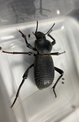 Cryptoglossa muricata