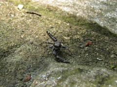Bavia sexpunctata