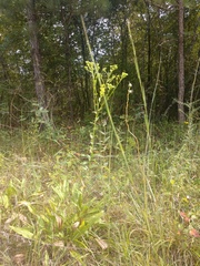 Solidago rigida glabrata