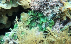 Dictyosphaeria sericea