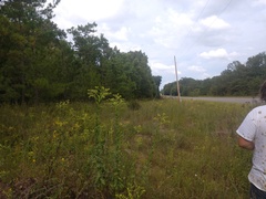 Solidago rigida glabrata
