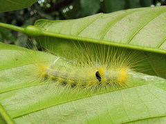 Calliteara horsfieldii