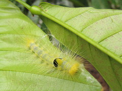 Calliteara horsfieldii