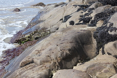 Brachidontes rostratus