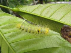 Calliteara horsfieldii