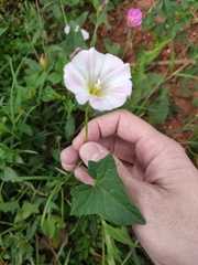 Calystegia hederacea