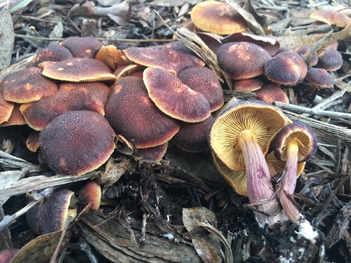Yellow-gilled Gymnopilus