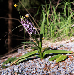 Gymnadenia densiflora