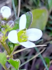 Cochlearia anglica
