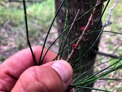 Casuarina cristata