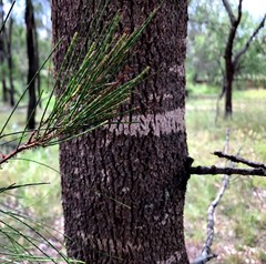 Casuarina cristata