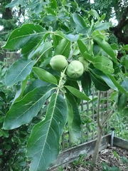 Casimiroa