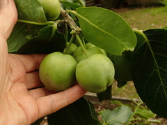 Casimiroa