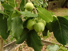 Casimiroa