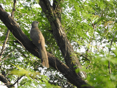 Taccocua leschenaultii