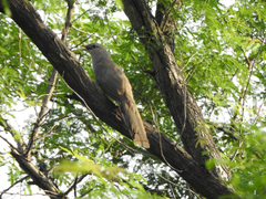 Taccocua leschenaultii