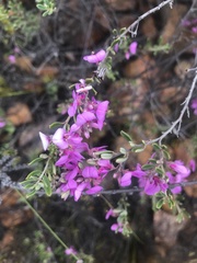 Indigofera "sclerophylla"