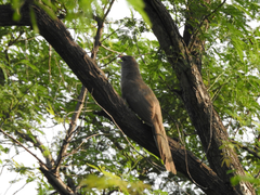 Taccocua leschenaultii