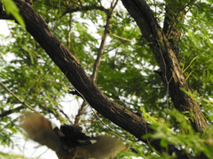 Taccocua leschenaultii