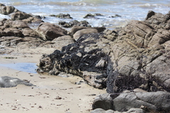 Brachidontes rostratus